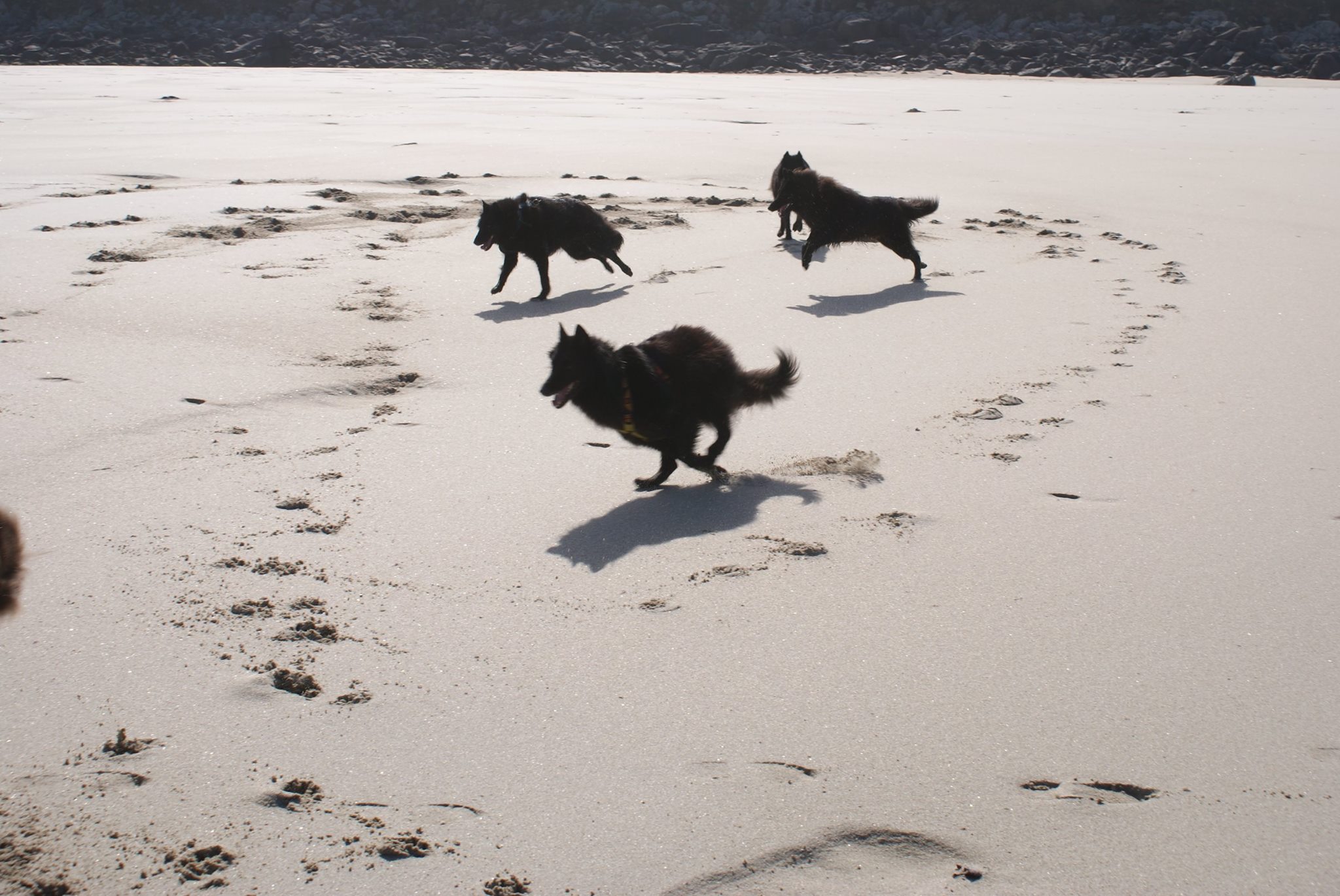 STRANDLÄUFER